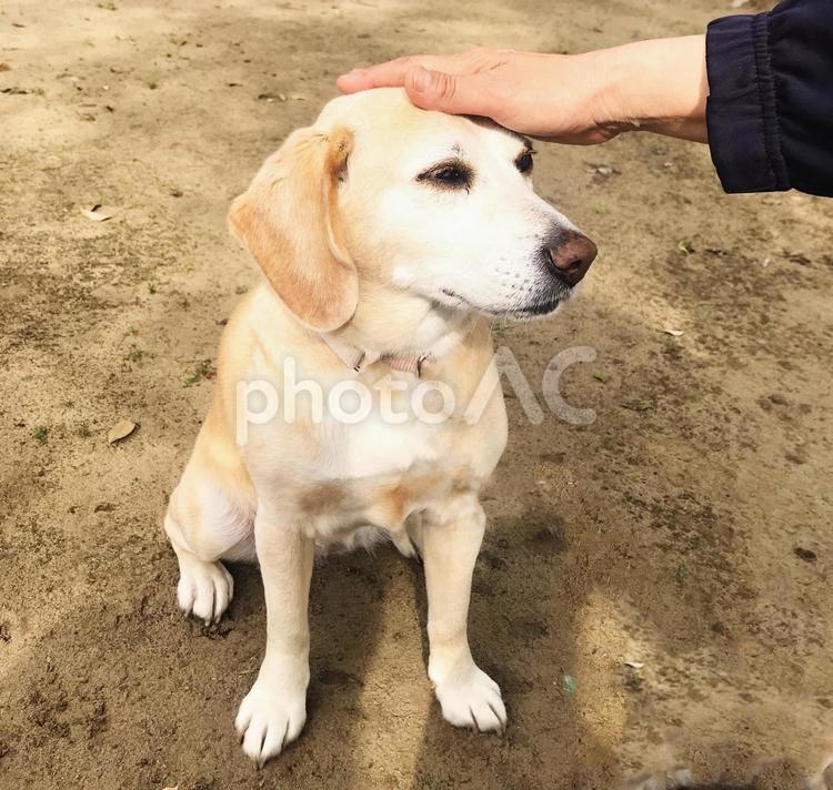 撫でられる犬 犬,ペット,愛犬の写真素材