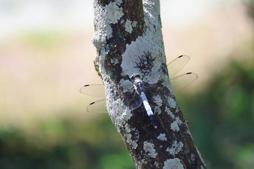 木の幹にとまるシオカラトンボ 木,幹,とまるの写真素材