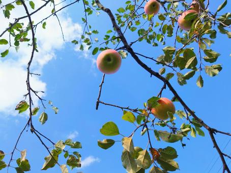 美味しそうに実ったリンゴ リンゴ,りんご,林檎の写真素材