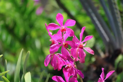 ピンク色のヒスイランの花のアップ ピンク色,ヒスイラン,花の写真素材