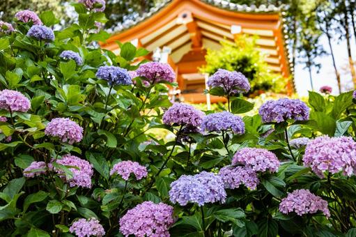 三室戸寺の紫陽花 三室戸寺の紫陽花 紫陽花,三室戸寺,花の写真素材