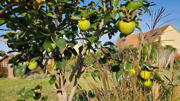 庭の柿 フード,食材,食べ物の写真素材
