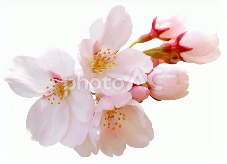 psdキリヌキ桜　パス付 psd,桜,春の写真素材