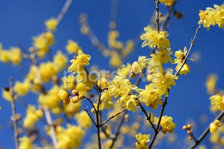 我が家の庭に咲いた蝋梅の花 きれい,色づく,蝋梅の写真素材