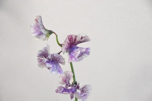 紫のスイートピーの写真