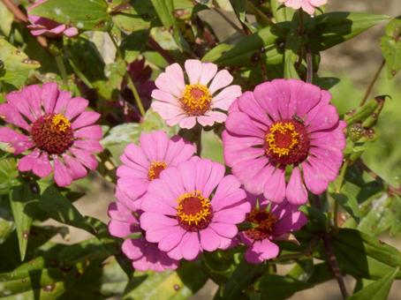 【花の写真】 ヒャクニチソウ（百日草） 百日草,ヒャクニチソウ,植物の写真素材