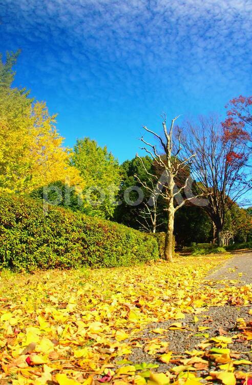 爽やかな秋空と銀杏のある風景 イチョウ,晴れ,青空の写真素材