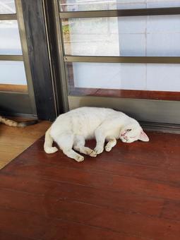 お昼寝中の猫 お昼寝中の猫の写真