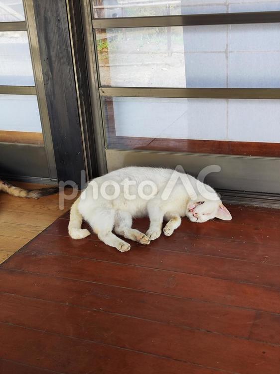 お昼寝中の猫 ネコ,白猫,野良猫の写真素材
