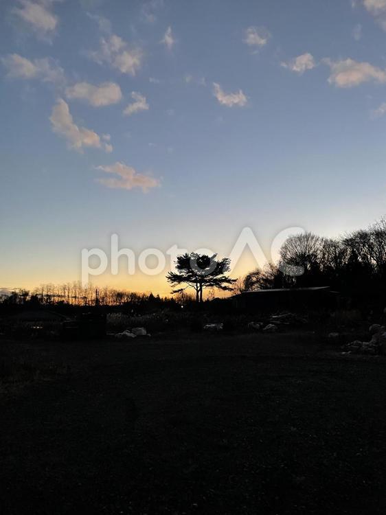 日没の大地に立つ木 夕暮れ,夕焼け,冬の写真素材