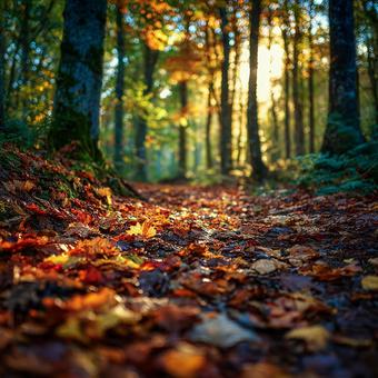 鮮やかな紅葉のトンネル 鮮やかな紅葉のトンネルの写真