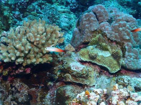 ハタタテハゼの写真