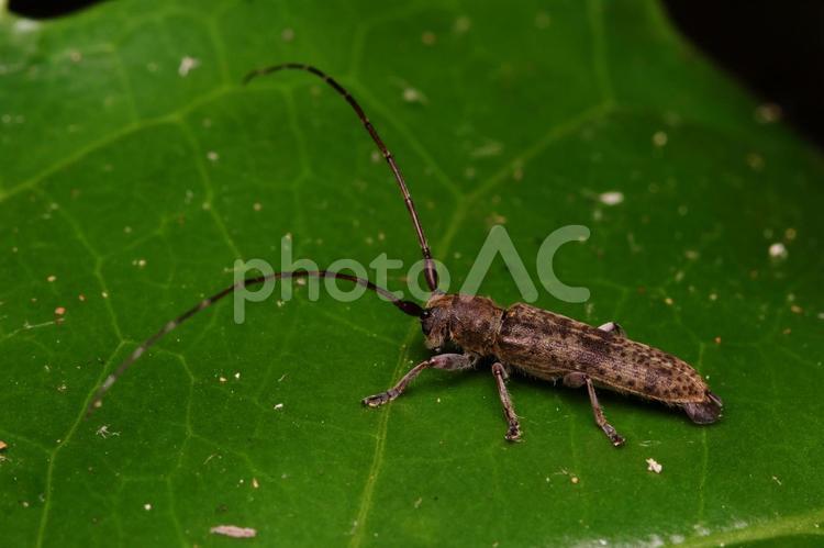 シナノクロフカミキリ シナノクロフカミキリ,カミキリ,カミキリムシの写真素材