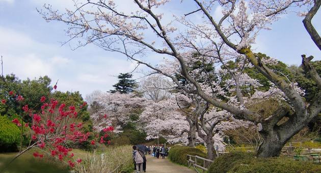 清水公園の桜-88 清水公園の桜-88 清水公園,千葉県野田市,桜の木の写真素材