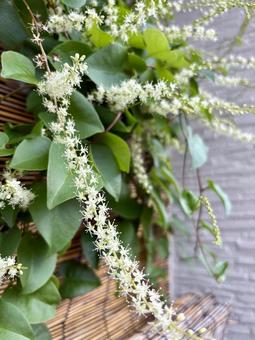 オカワカメ⑤の写真