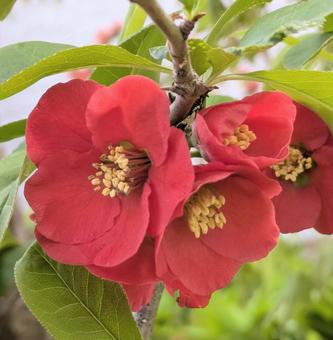 木瓜の花 木瓜の花の写真