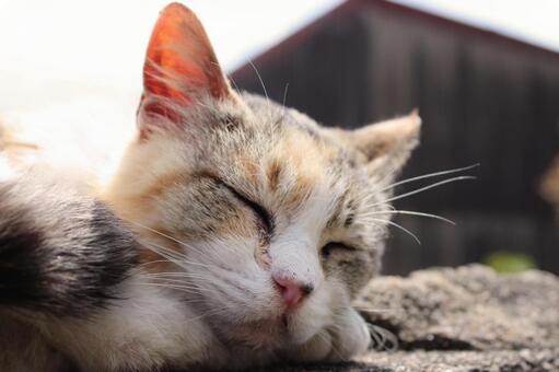 昼寝をする猫 昼寝をする猫の写真