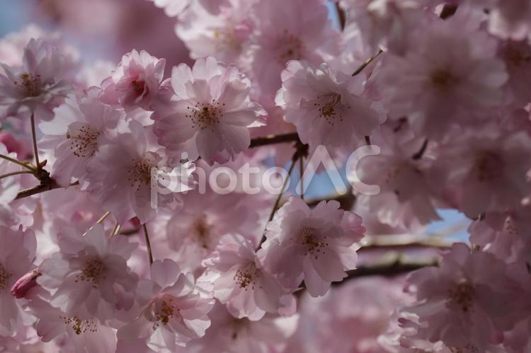 下から見上げる青空を覆い尽くす満開の桜 桜,ソメイヨシノ,花の写真素材