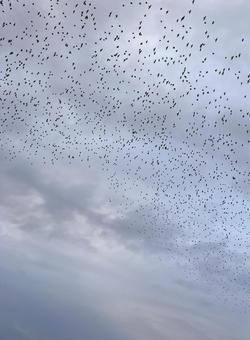 鳥の群れ 2 鳥の群れ 2の写真