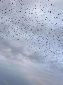 Photo, sky, a flock of birds, natural, 