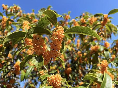 金木犀 金木犀,花,植物の写真素材