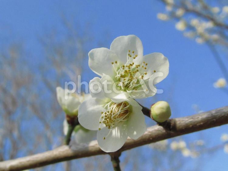 梅の花と青空の風景 梅,白い花,蕾の写真素材