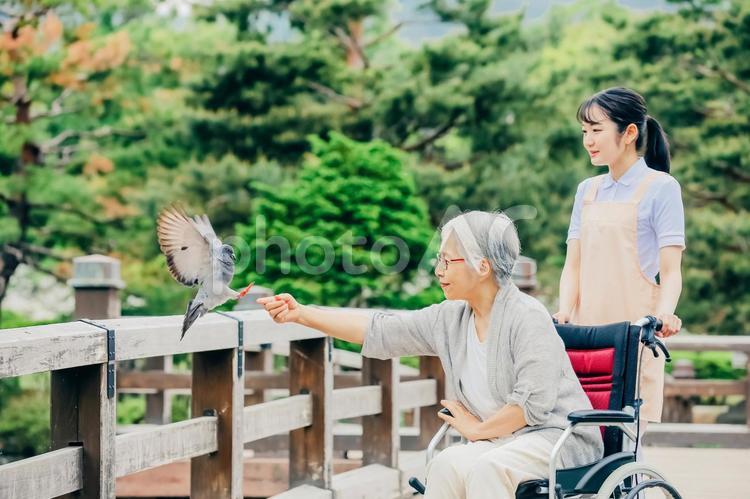 公園で散歩する高齢者と医療スタッフ（アニマルセラピー） アニマルセラピー,高齢者,介護士の写真素材