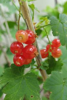 Photo, atrial acid block, cultivated currant (ribes altissimum), red currant, 