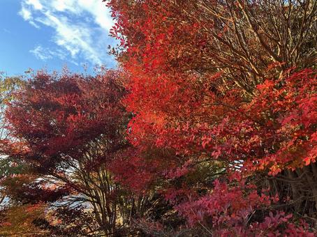紅葉 ドウダンツツジ,紅葉,徳島県の写真素材