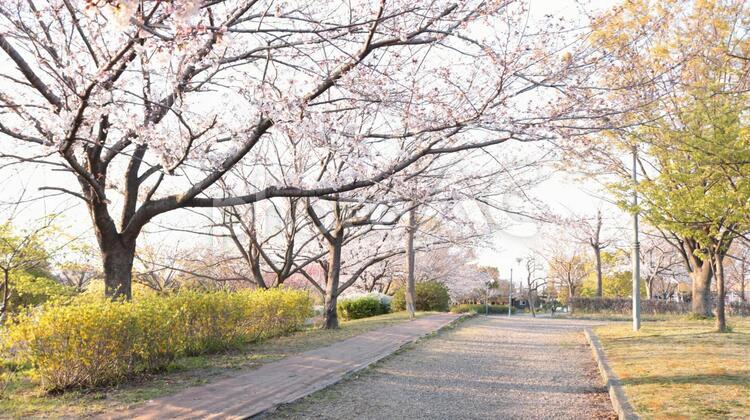 桜の咲く春の戸田川緑地 さくら,桜,櫻の写真素材