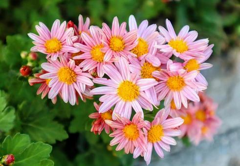 アサギリコギク 小菊,花,flowerの写真素材