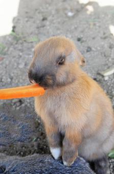 うさぎ うさぎの写真