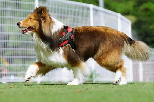 ドッグランを歩くシェルティ ドッグランを歩くシェルティ 犬,シェルティ,シェットランドシープドッグの写真素材