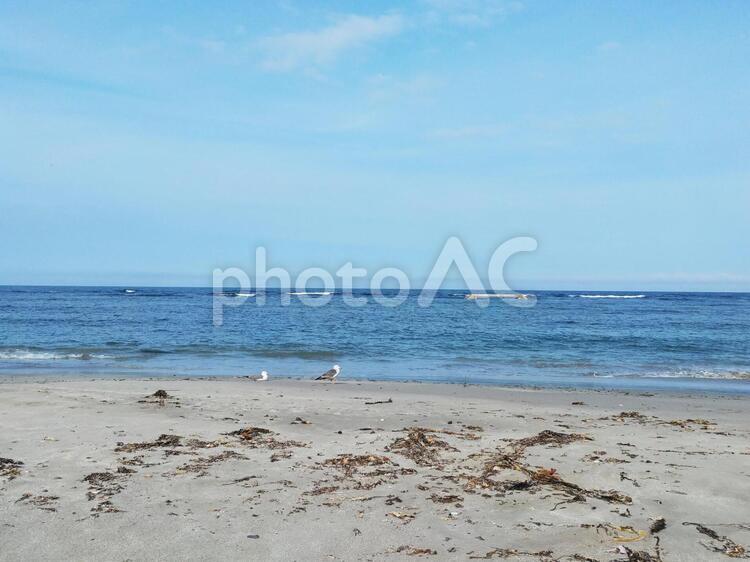 岩手県洋野町種市の海３ うみねこ,かもめ,ウミネコの写真素材