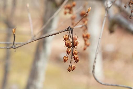 冬の木 花実のあと 冬の木 花実のあと ドウダン,冬,木の写真素材