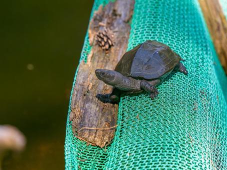 日光浴するクサガメ 日光浴するクサガメの写真