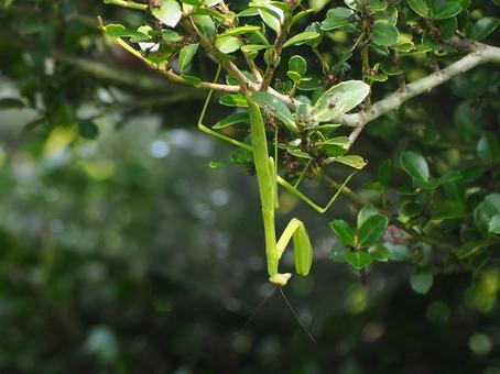 カマキリの幼虫 カマキリ,昆虫,虫の写真素材