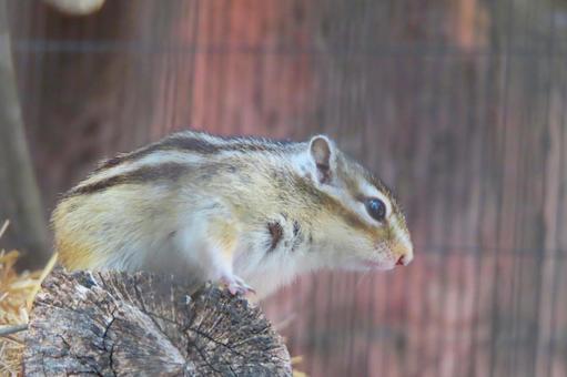Photo, chipmunk, a squirrel, striped squirrels, 