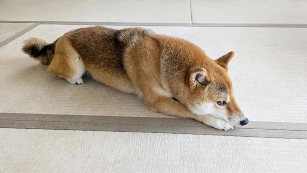 つまらない表情の柴犬 つまらない表情の柴犬 犬,柴犬,伏せの写真素材