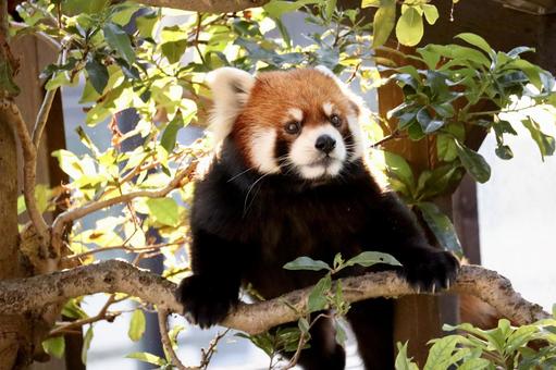 木に登るレッサーパンダ レッサーパンダ,動物,生き物の写真素材