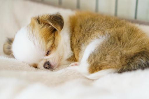 白い毛布の上で眠るチワワの子犬 白い毛布の上で眠るチワワの子犬 子犬,犬,チワワの写真素材