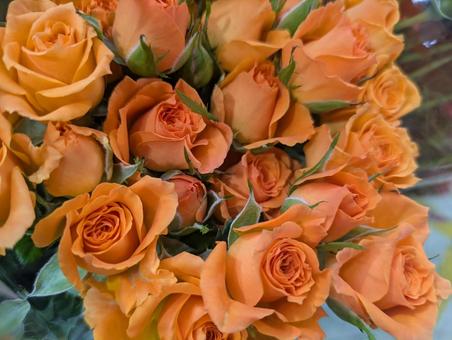 薔薇 薔薇の写真