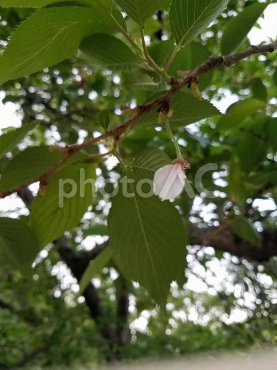 春の終わりを告げる 桜,木,ソメイヨシノの写真素材