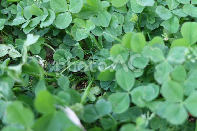 四つ葉のクローバーが見つからない時によく見つけるミツバのクローバー ミツバ,クローバー,草の写真素材