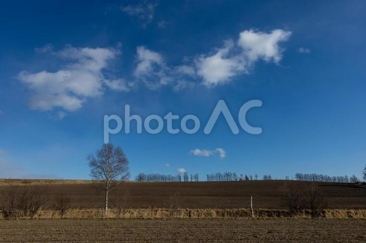 爽やかな晩秋の丘と青空 丘,並木,北海道の写真素材