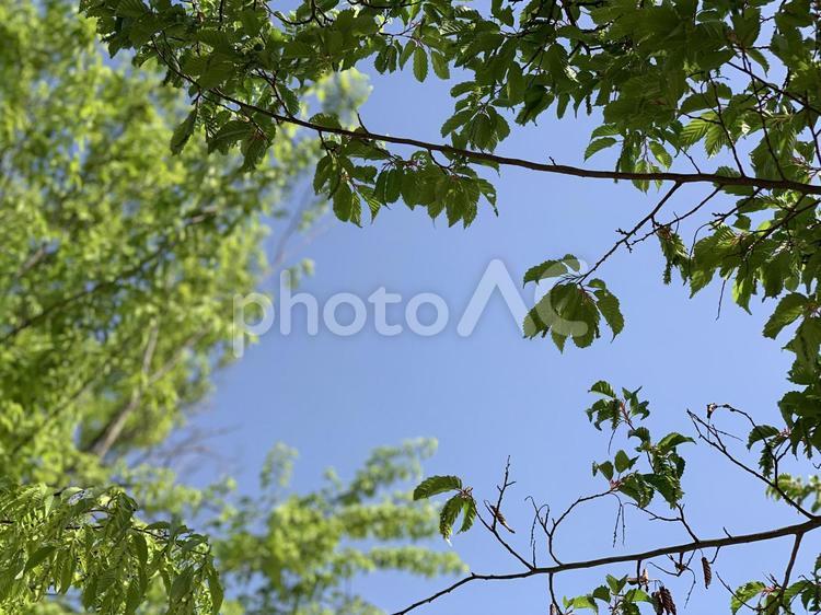 緑の葉の木と雲ひとつない青い空 春,青空,枝の写真素材