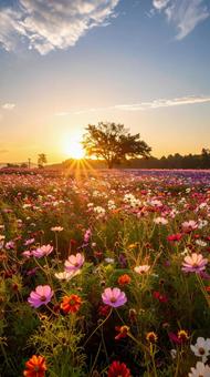 秋のコスモス畑 夕暮れ 秋のコスモス畑 夕暮れの写真