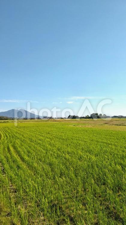 秋の風景 秋,収穫,青空の写真素材