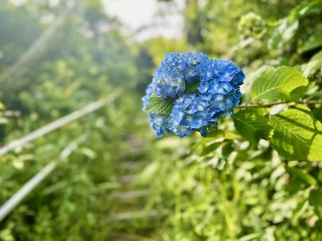 アジサイ アジサイの写真