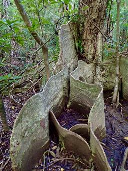 西表島サキシマスオウの木 サキシマスオウ,サキシマスオウノキ,西表島の写真素材